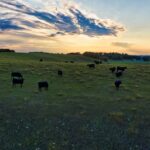 The Cloud, the Cow, and the Curious: Demystifying Angus Cloud