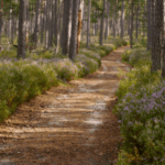 Underrated Nature Reserves in Sweden for Outdoor Enthusiasts