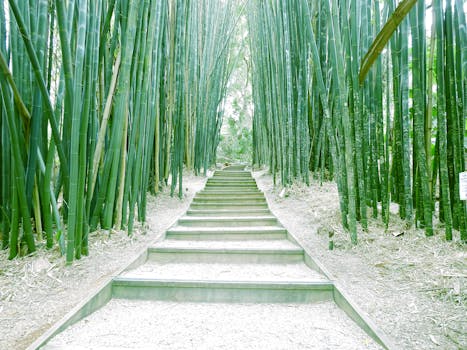 Beyond the Stalk: Unearthing the Magic of Bamboo Clothes