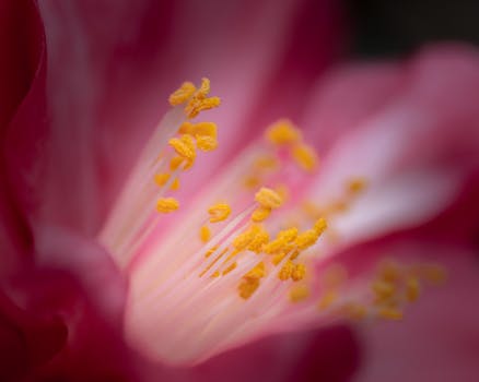 Unlocking the Potential: What You Need to Know About THCA Flower