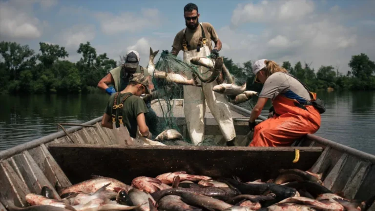 Decoding the Hunter: Elite Tactics for Riverine Apex Predators