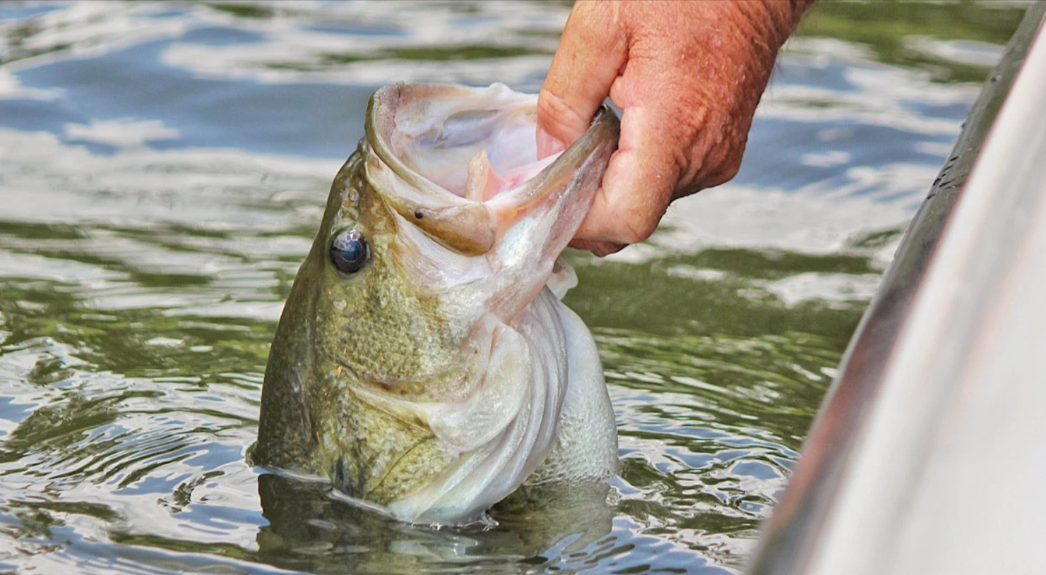 How Seasonal Water Temperatures Orchestrate Bass Feeding Frenzies