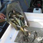 Beyond the Single Target: Crafting Multi Species Fishing Adventures for Maximum Variety