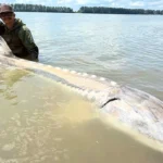 Beyond the Basics: Your Secret Weapon for Stronger Fish Catches