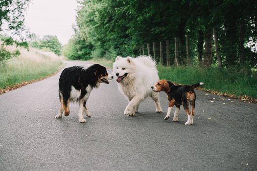 Beyond the Tail Wag: Unlocking Your Dog’s Peak Health & Happiness